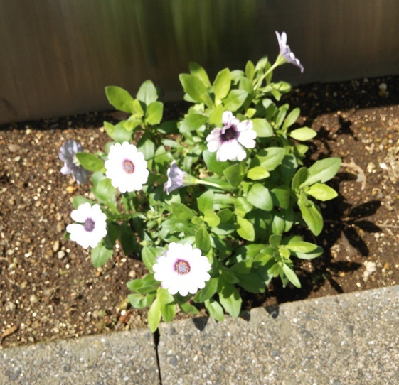 電柱の傍らには可憐な花が咲いていました